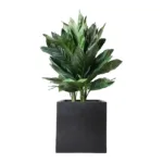 Chamaedorea Metallica Palm